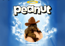 Peanut the Squirrel (PNUT): актуальный курс, прогноз и перспективы Peanut the Squirrel (PNUT)